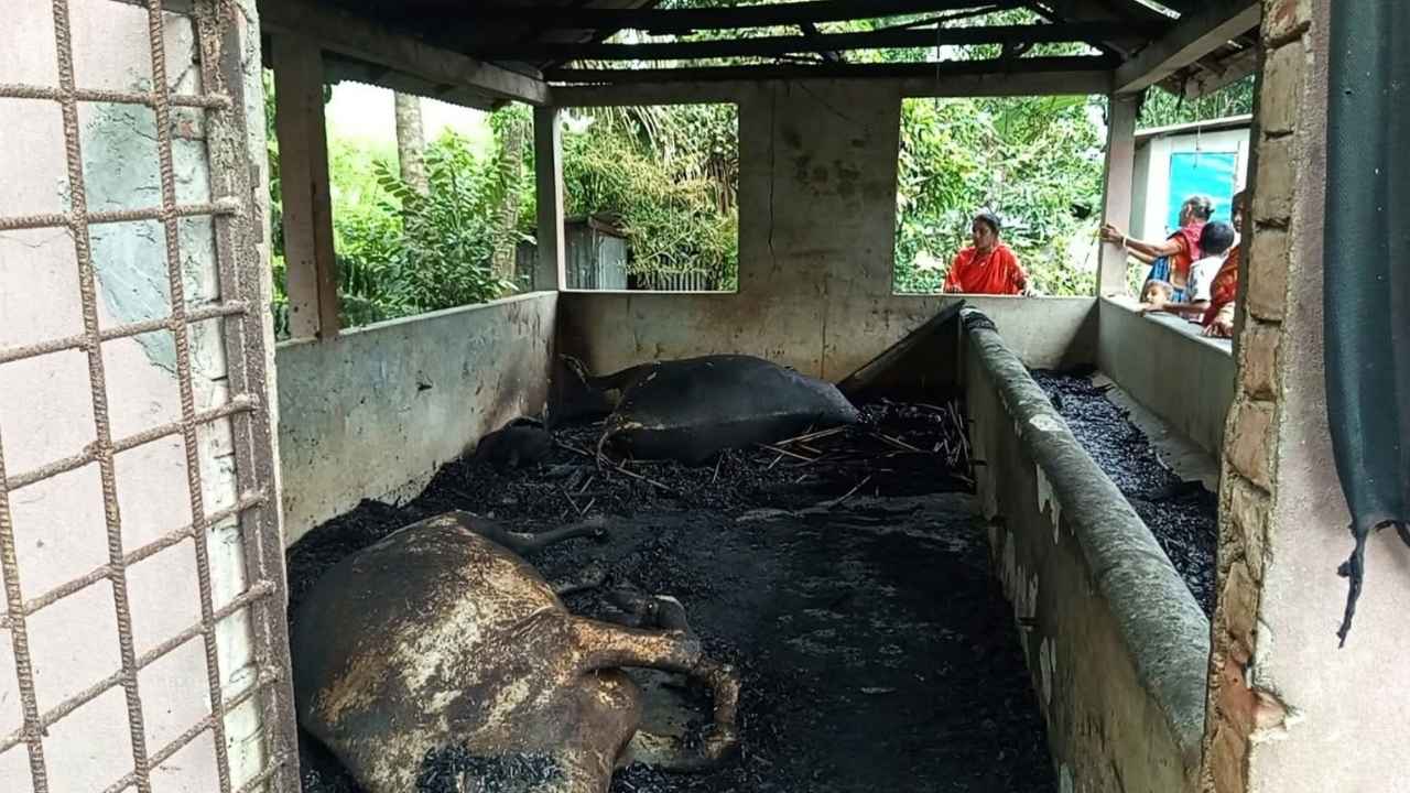গোপালগঞ্জের টুঙ্গিপাড়ায় আগুনে ৬ ছয়টি গরুসহ গোয়ালঘর পুড়েছে