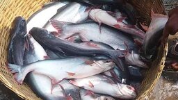 পাঙ্গাশ চাষে পোলট্রি বর্জ্যের ব্যবহার, হুমকির মুখে জনস্বাস্থ্য ও মৎস্য শিল্প