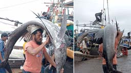 কুয়াকাটায় জেলের জালে ধরা পড়লো ৩টি পাখি মাছ, ২৩ হাজার টাকায় বিক্রি