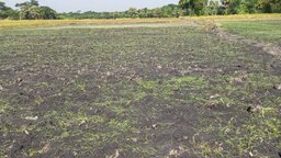 মুকসুদপুরে বিষ প্রয়োগে এক বিঘা পেঁয়াজের বীজতলা নষ্টের অভিযোগ