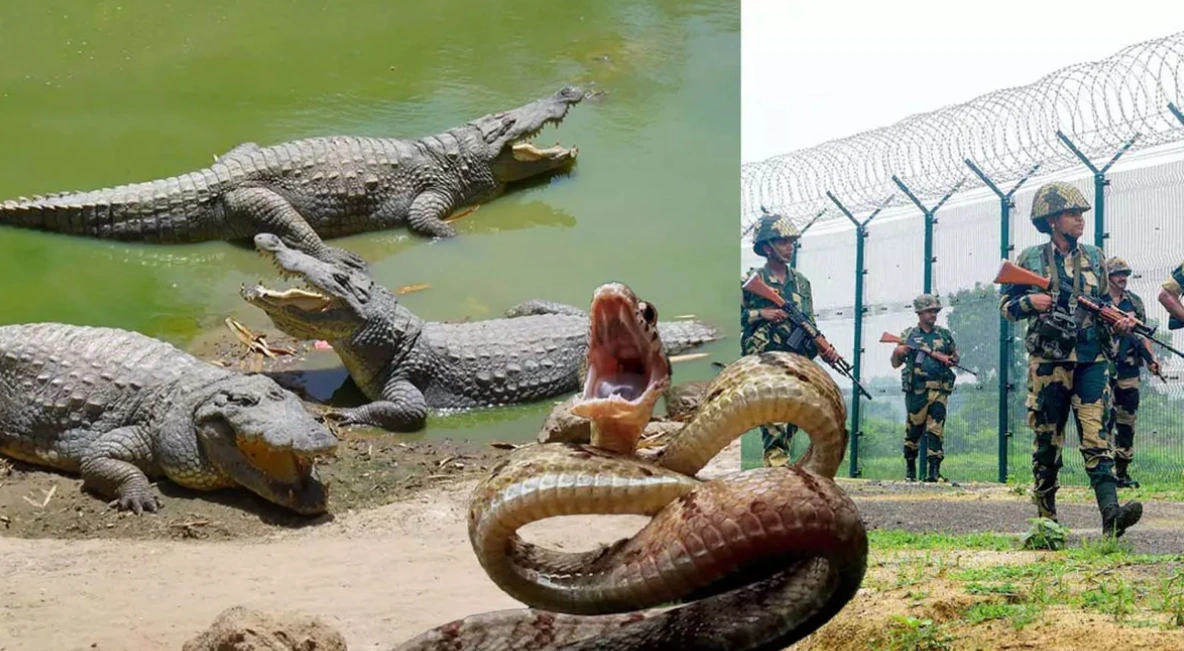 বাংলাদেশ সীমান্ত পাহারায় সাপ ও কুমির ব্যবহার করবে বিএসএফ?