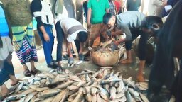 বঙ্গোপসাগরে এক টানে ২০০ মন ইলিশ! বিক্রি হলো ৫২ লাখ টাকায়