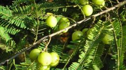 প্রতিদিনের খাদ্যতালিকায় কেন রাখবেন আমলকি?