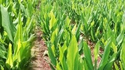 হলুদ চাষে আগ্রহ বেড়েছে নীলফামারীর কৃষকদের