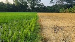 মাদারীপুরে প্রবাসীর জমির ধান বিষাক্ত কীটনাশক দিয়ে পুড়িয়ে দেয়ার অভিযোগ