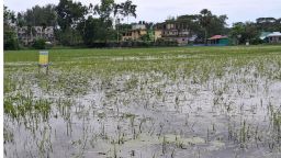 জলাবদ্ধতায় আউশের খেত-আমনের বীজতলায় ব্যাপক ক্ষতি