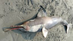 কুয়াকাটা সমুদ্রসৈকতে আবারও মৃত ডলফিন