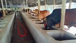 কোরবানির ঈদ সামনে রেখে ব্যস্ততার তুঙ্গে নীলফামারীর খামারিরা