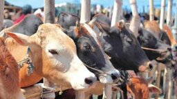 সামনে কোরবানি, সীমান্তে নতুন কৌশলে চলছে গরু চোরাচালান