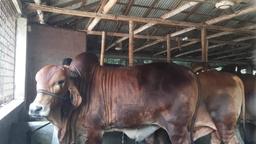 গোপালগঞ্জে চাহিদার চেয়ে সাড়ে ৫ হাজার কোরবানিযোগ্য পশু উদ্বৃত্ত