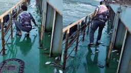 কয়লাবাহী জাহাজে বঙ্গোপসাগর থেকে লাফিয়ে উঠলো তিন মণ ইলিশ