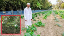 অবসরের একাকী লড়াই : শিবচরে প্রবীণ শিক্ষকের বিশাল ফল ও সবজি বাগান
