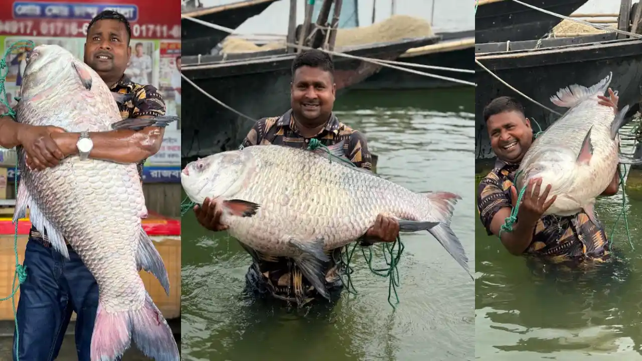 পদ্মা নদীতে ধরা পড়ল ২৫ কেজির কাতল, প্রায় অর্ধলাখ টাকায় বিক্রি