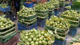 পেয়ারার চড়া দামে উদ্যোক্তাদের মুখে হাসি