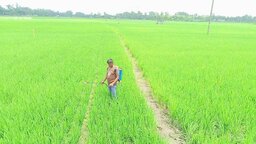 অনাবৃষ্টি, সারের সংকট ও ধানের দাম নিয়ে শঙ্কায় নীলফামারীর আমন চাষিরা