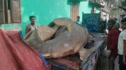 ঝালকাঠির জেলেদের জালে ধরা পড়ল দানবাকৃতির ‘খটক মাছ’