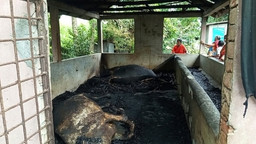 গোপালগঞ্জের টুঙ্গিপাড়ায় আগুনে ৬ ছয়টি গরুসহ গোয়ালঘর পুড়েছে