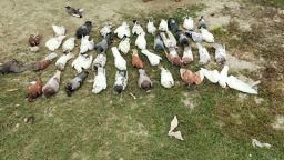 সাতক্ষীরায় বিষ প্রয়োগে ১০৮টি কবুতর মৃত্যু থানায় এজাহার দায়ের