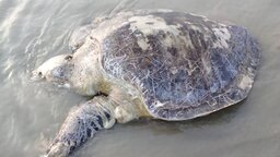 কুয়াকাটা সৈকতে ভেসে এলো ৪০ কেজি ওজনের মৃত মা কচ্ছপ