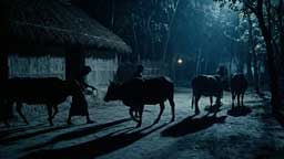 গোপালগঞ্জে বাড়ছে গরু চুরির ঘটনা, মিষ্টি ব্যবসায়ীর খামার থেকে ৪টি গরু চুরি