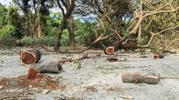কুয়াকাটায় সংরক্ষিত বনাঞ্চলের গাছ কেটে উজার, হুমকির মুখে প্রাকৃতিক ভারসাম্য