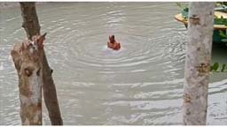 ঝালকাঠিতে ৫’শত টাকার বাজিতে খালে ১’শত ডুবে প্রাণ গেল কৃষকের