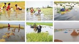 হাওর ডুবলে ডোবে বাংলাদেশ, কৃষকের কান্না আর কতকাল?