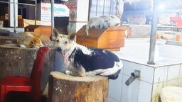 টুঙ্গিপাড়ায় কুকুর বসা মাংসের খাটিয়ার ছবি তোলায় সাংবাদিককে হুমকি ও লাঞ্ছনা