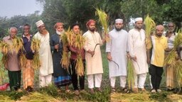 নড়াইলে ধান কাটা কার্যক্রম উদ্বোধন করলেন এমপি বাচ্চু