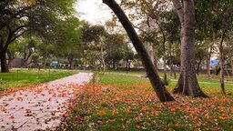 ফাগুনের আগুন : নীলফামারীর পথে পথে শিমুলের রক্তিম আভা