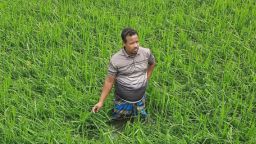 কালবৈশাখী ও শিলাবৃষ্টিতে নেত্রকোণায় ফসলের ব্যাপক ক্ষতি, দিশেহারা কৃষক