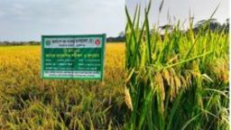 উচ্চফলনশীল ব্রি ১০৮ ধানের চাষাবাদ বেড়েছে