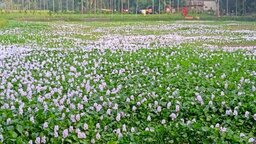 নীলফামারীতে জলাশয়জুড়ে ফুটেছে কচুরিপানার ফুল, মুগ্ধ পথচারী ও দর্শনার্থীরা