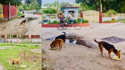 ঈদের ছুটিতে বন্ধ ক্যাম্পাসে অভুক্ত প্রাণীদের পাশে বাকৃবি ছাত্রদল