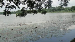 বাগেরহাটে দিঘী থেকে রাজমিস্ত্রির মরদেহ উদ্ধার