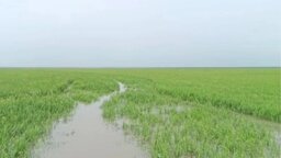 সুনামগঞ্জে টানা বৃষ্টিতে তলিয়ে গেল হাওরের বোরো ধান, ফসলহানির শঙ্কায় দিশেহারা কৃষক