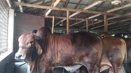 গোপালগঞ্জে কোরবানির জন্য প্রস্তুত ৪১ হাজার পশু