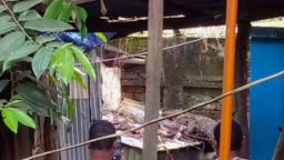 পুকুরে গুইসাপ ভেসে থাকার ঘটনায় কুমির গুজব, তোলপাড় সর্বত্র