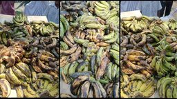 নলছিটিতে স্কুল ফিডিংয়ে শিক্ষার্থীদের দেওয়া হচ্ছে নষ্ট কলা