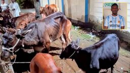 মদনপুরে গরু চোর চক্রের আস্তানায় পুলিশের সাঁড়াশি অভিযানে উদ্ধার ১৭ চোরাই গরু, গ্রেফতার -১