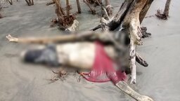 কুয়াকাটায় অজ্ঞাত যুবকের অর্ধগলিত মরদেহ উদ্ধার