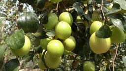 গোপালগঞ্জে ঘেরের পাড়ে কুল চাষ করে বাজিমাত