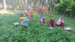 নতুন আলুর দাম নিয়ে চিন্তিত নীলফামারীর আলু চাষিরা