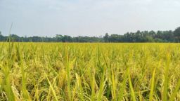 গোপালগঞ্জে বিনা ধান-২৬ চাষে ব্যাপক সাফল্য