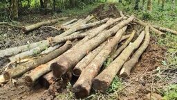 ভালুকায় ৪০ লাখ টাকার গাছ কেটে নেওয়ার অভিযোগ