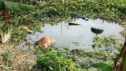 গোপালগঞ্জে নিয়ন্ত্রণ হারিয়ে খালে পড়ল গরুবাহী ট্রাক, ৪টি গরুর মৃত্যু