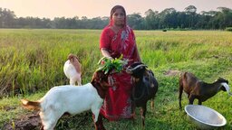 সরকারি অনুদানের দুই ছাগলেই বদলে গেল গৃহবধূ রিংকুর জীবন