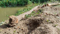 পিরোজপুরে আকাশমণি গাছ কাটার অভিযোগ, তদন্ত করবে বন বিভাগ