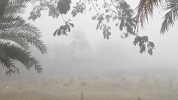 কলাপাড়ায় ঘন কুয়াশার সঙ্গে শীতের তীব্রতায় বিপর্যস্ত জনজীবন