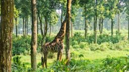 একের পর এক মৃত্যুতে জিরাফ শূন্য গাজীপুর সাফারি পার্ক